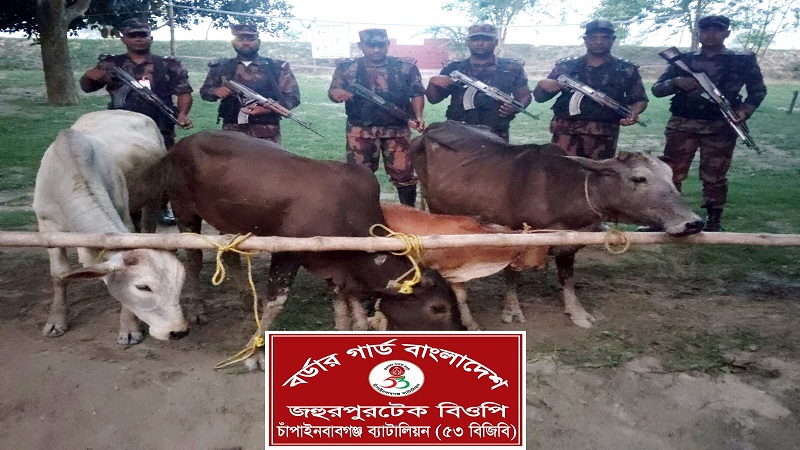 চাঁপাইনবাবঞ্জ সীমান্তে বিজিবির অভিযানে ৪টি ভারতীয় গরু জব্দ